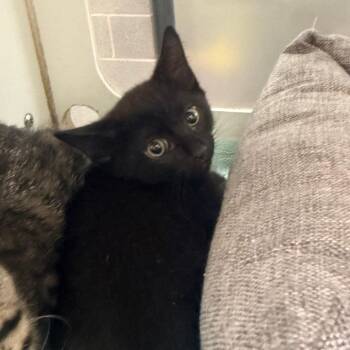 Mousse -  Domestic Short Hair Cat for Adoption in Cheyenne, Wyoming - Mousse | PetCurious