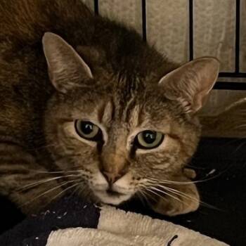 Rescue Domestic Short Hair Cats for Adoption in Cumming, Georgia - Tatiana | PetCurious