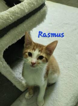 04821B Rasmus -  Domestic Short Hair Cat for Adoption in North Charleston, South Carolina - 04821B Rasmus | PetCurious