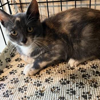Soozie -  Domestic Short Hair Cat for Adoption in Volcano, Hawaii - Soozie | PetCurious