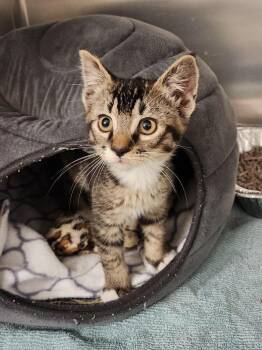 Domestic Short Hair Cats Available for Adoption - Squall - Available 2/21 | PetCurious