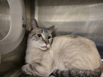 LAWRENCE -  Domestic Short Hair Cat for Adoption in Hagerstown, Maryland - LAWRENCE | PetCurious