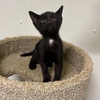 Bart -  Domestic Short Hair Cat for Adoption in Brookfield, Missouri - Bart | PetCurious