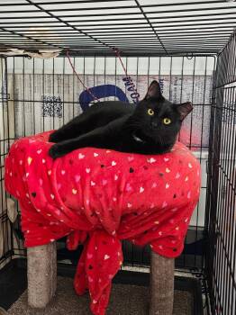 Binx -  Domestic Short Hair Cat for Adoption in Johnson City, Tennessee - Binx | PetCurious