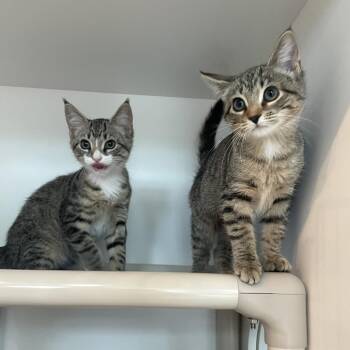 Looksmaxx -  Domestic Short Hair Cat for Adoption in Warwick, Rhode Island - Looksmaxx | PetCurious