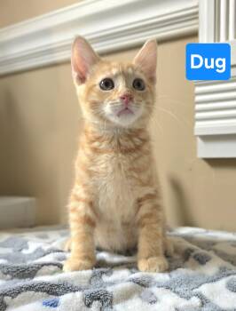 Dug -  Domestic Short Hair Cat for Adoption in Manchester, Maryland - Dug | PetCurious