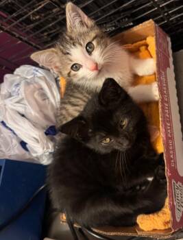 Azula and Zuko -  Domestic Short Hair Cat for Adoption in Mount Vernon, Ohio - Azula And Zuko | PetCurious