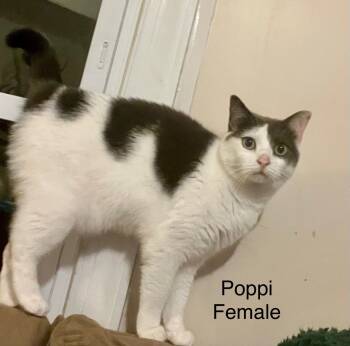 Rescue Domestic Medium Hair Cats for Adoption in Randolph, Alabama - Poppi | PetCurious