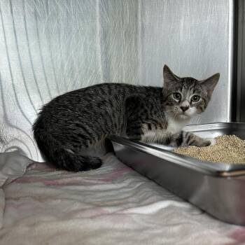 Ham -  Domestic Short Hair Cat for Adoption in Asheville, North Carolina - Ham | PetCurious