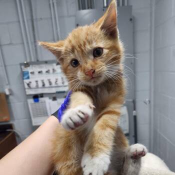 Barton -  Domestic Short Hair Cat for Adoption in Summerville, South Carolina - Barton | PetCurious