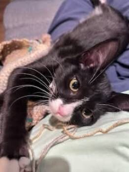 Rescue Domestic Short Hair Cats for Adoption in Vancouver, Washington - Piglet | PetCurious