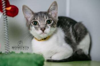 Calamari -  Domestic Short Hair Cat for Adoption - Calamari | PetCurious
