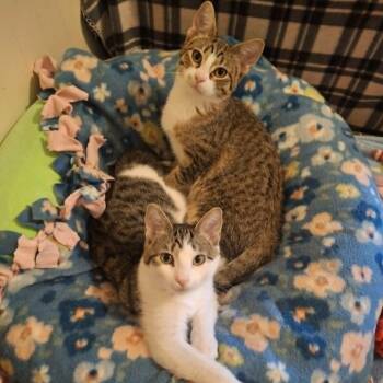 Kinkajou and Meekat (Bonded Pair) -  Domestic Short Hair Cat for Adoption in Watertown, Wisconsin - Kinkajou And Meekat (Bonded Pair) | PetCurious