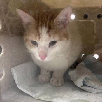 Vermillionaire -  Domestic Short Hair Cat for Adoption in Philadelphia, Pennsylvania - Vermillionaire | PetCurious