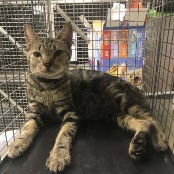 A431708 -  Domestic Short Hair Cat for Adoption in Conroe, Texas - A431708 | PetCurious