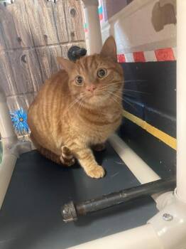 OMalley -  Domestic Short Hair Cat for Adoption in Burnsville, North Carolina - OMalley | PetCurious