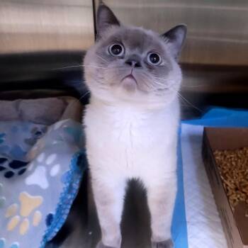Pluto -  Scottish Fold Cat for Adoption in La Grange, Kentucky - Pluto | PetCurious