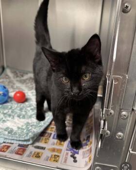 Rescue Domestic Short Hair Cats for Adoption in Covington, Virginia - Neptune | PetCurious