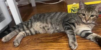 Paper Wasp -  Domestic Short Hair Cat for Adoption in Cincinnati, Ohio - Paper Wasp | PetCurious