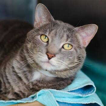 Vester -  Domestic Short Hair Cat for Adoption in New York, New York - Vester | PetCurious