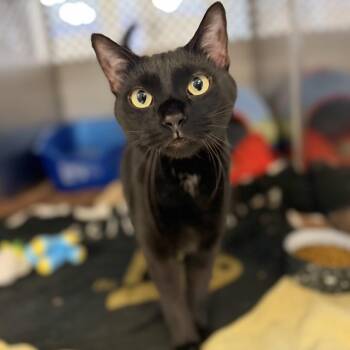 Jerry -  Domestic Short Hair Cat for Adoption in Portage, Michigan - Jerry | PetCurious