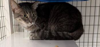 Domestic Short Hair Cats Available for Adoption - Mama | PetCurious