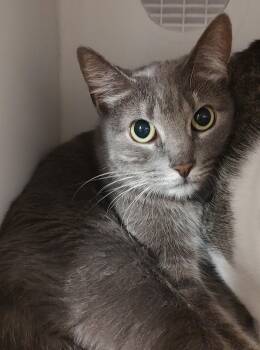 Domestic Short Hair Cats Available for Adoption in Phoenix, Arizona - Layla | PetCurious