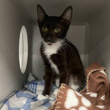 Rescue Domestic Short Hair Cats for Adoption in Lakewood, California - Debbie | PetCurious