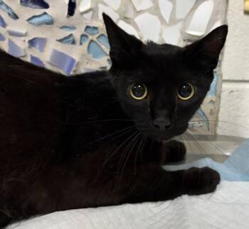 FILET-O-FISH -  Domestic Short Hair Cat for Adoption in Pensacola, Florida - FILET-O-FISH | PetCurious