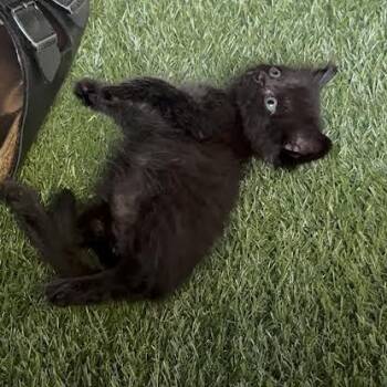 Summer -  Domestic Short Hair Cat for Adoption in Auburn, Alabama - Summer | PetCurious