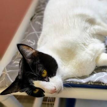Meep -  Domestic Short Hair Cat for Adoption in Largo, Florida - Meep | PetCurious