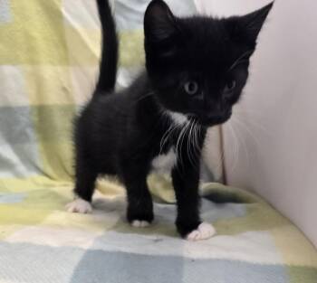 Domestic Short Hair Cats Available for Adoption in Dickson, Tennessee - Pingu | PetCurious
