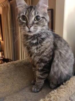 Rescue Tabby Cats for Adoption in Capshaw, Alabama - GRACIE | PetCurious