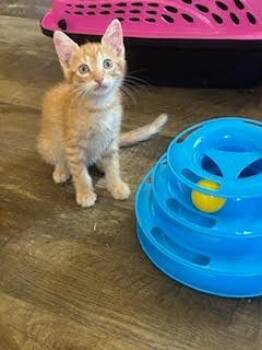 Linus -  Domestic Short Hair Cat for Adoption in North Richland Hills, Texas - Linus | PetCurious