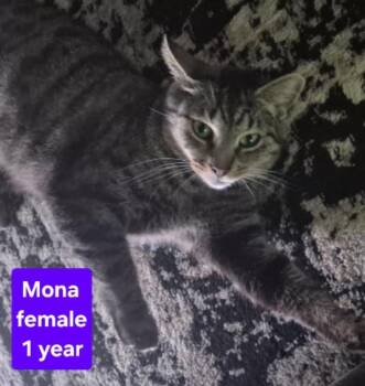 Rescue Domestic Short Hair Cats for Adoption in Greensburg, Pennsylvania - Mona | PetCurious