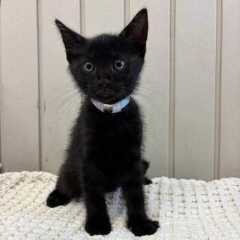 Domestic Short Hair Cats Available for Adoption in Hawthorne, California - Doc | PetCurious