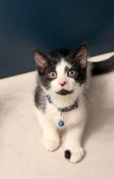 Domestic Short Hair Cats Available for Adoption in Minneapolis, Minnesota - Hank | PetCurious