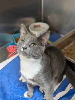 Soup -  Domestic Short Hair Cat Available for Adoption in Chambersburg, Pennsylvania - Soup | PetCurious