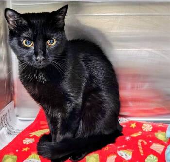 ZOE -  Domestic Short Hair Cat for Adoption in St. Louis, Missouri - ZOE | PetCurious