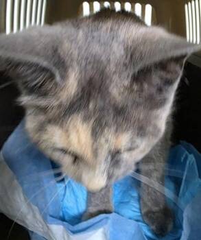 Wheatabix -  Domestic Short Hair Cat for Adoption in Simcoe, Ontario - Wheatabix | PetCurious