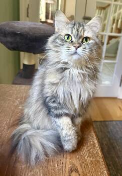 Adorable Jessy- video -  Persian and Siberian Cat for Adoption in Woodbridge, Virginia - Adorable Jessy- Video | PetCurious