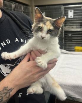 Peg -  Domestic Short Hair Cat for Adoption in Richmond, Virginia - Peg | PetCurious