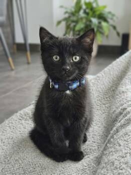 Shadow -  Domestic Short Hair Cat for Adoption in Wakefield, Quebec - Shadow | PetCurious