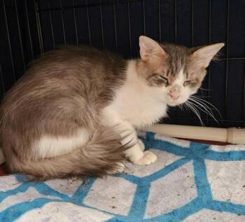 Aiden -  Domestic Medium Hair Cat for Adoption in Vancouver, Washington - Aiden | PetCurious