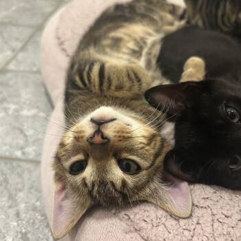 Crunchwrap -  Domestic Short Hair Cat for Adoption in Philadelphia, Pennsylvania - Crunchwrap | PetCurious