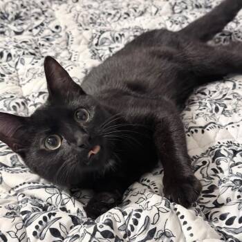 Salem - Local October 9-11 -  Domestic Short Hair Cat for Adoption in Brookshire, Texas - Salem - Local October 9-11 | PetCurious