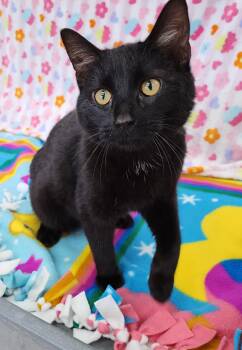 Domestic Short Hair Cats Available for Adoption - Bart | PetCurious