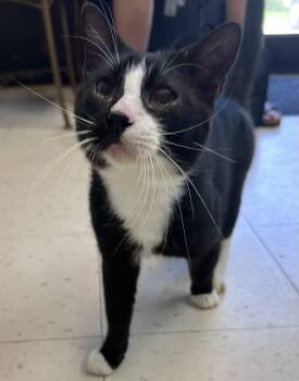 Pigpen -  Domestic Short Hair Cat for Adoption in Dyersburg, Tennessee - Pigpen | PetCurious