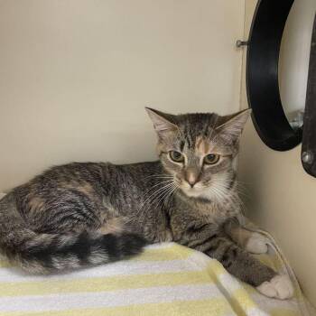 Miss Honey -  Domestic Short Hair Cat for Adoption - Miss Honey | PetCurious