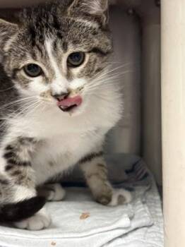 Jimmy John -  Domestic Short Hair Cat for Adoption in Morristown, New Jersey - Jimmy John | PetCurious